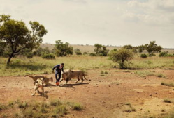 狮子短视频,探寻非洲草原霸主的传奇故事